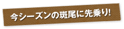 今シーズンの斑尾に先乗り!