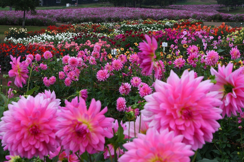 ダリア園・コスモス園