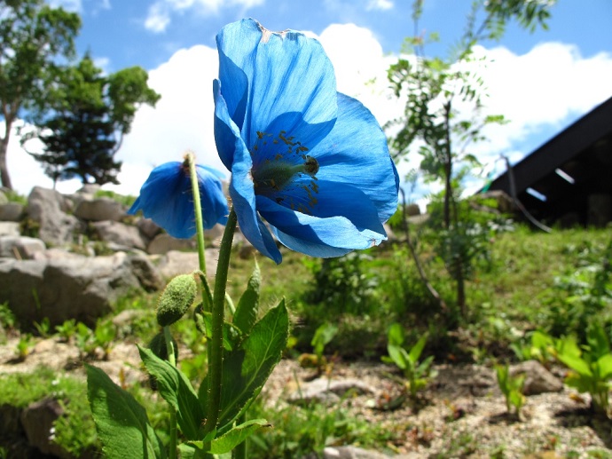 北志賀竜王 夏の雪遊び広場開催！