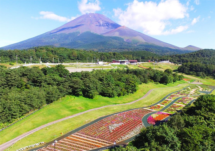 富士山南麓を彩る2大花スポットがもうすぐ見頃！