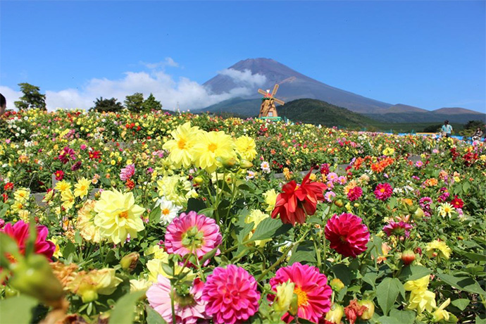 富士山南麓を彩る2大花スポットがもうすぐ見頃！