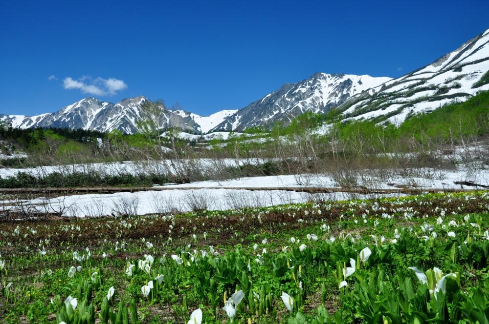 長野・HAKUBAVALLEY 「つがいけマウンテンリゾート」6月7日(土)よりグリーンシーズン営業開始
