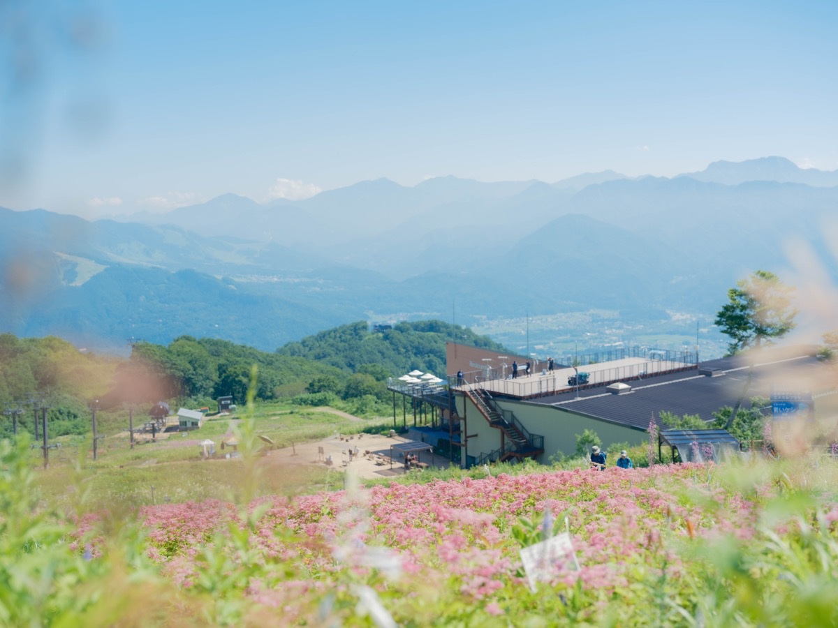 長野・白馬五竜高山植物園が6月20日にグリーンシーズンの通常営業開始。約300種200万株の高山植物や新メニューも登場