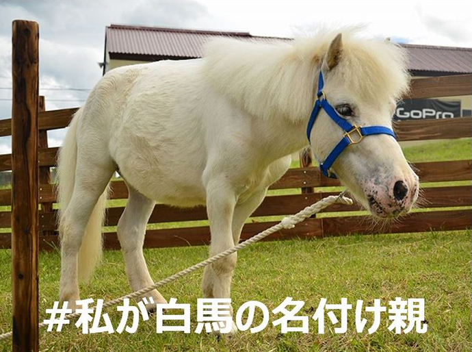 天空牧場の「小白馬」の名前を募集 します！「“吾輩は白馬である。名前まだ無い”キャンペーン」7月7日より開催