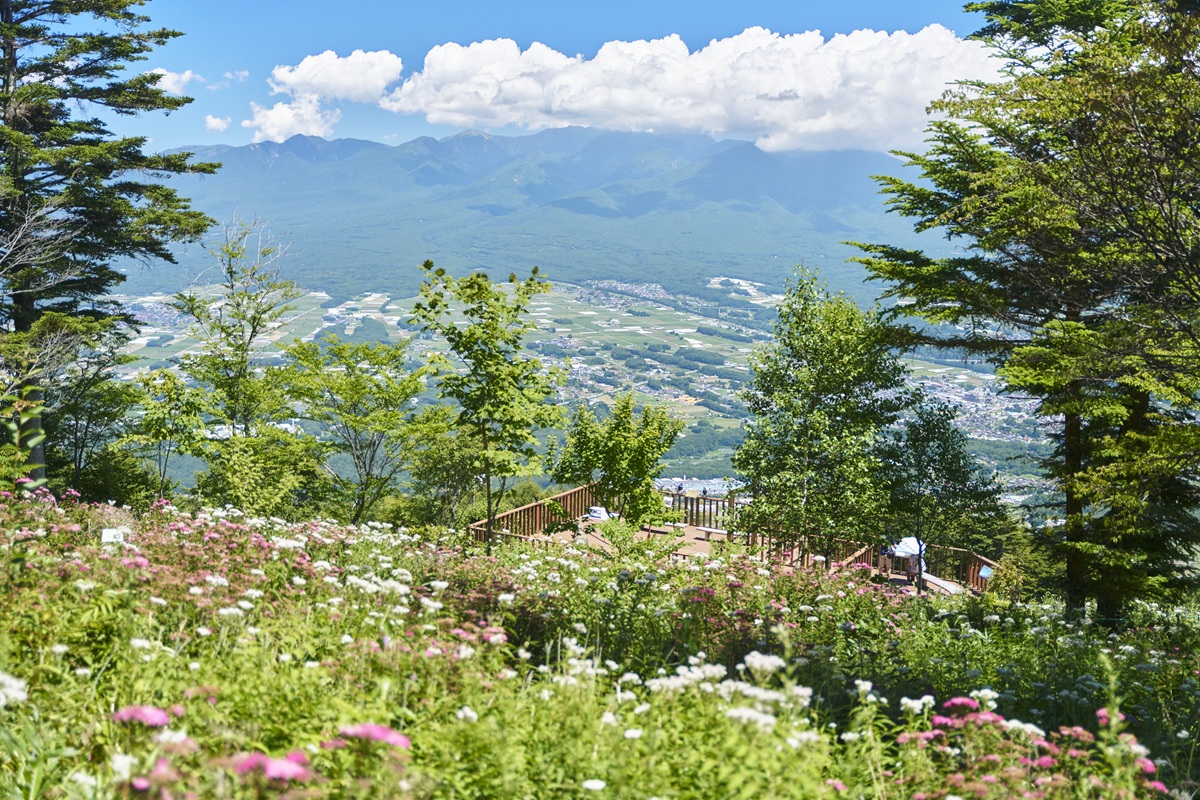 猛暑日でも平均22℃！“花の避暑地”入笠山で「涼風 of 入笠花暦2026」が7月1日開幕