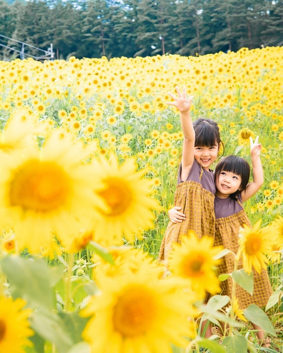 ひまわりが1ヘクタールに20万本咲き誇る！岐阜県高山市・アルコピアひまわり園は、8月2日（土）に開園