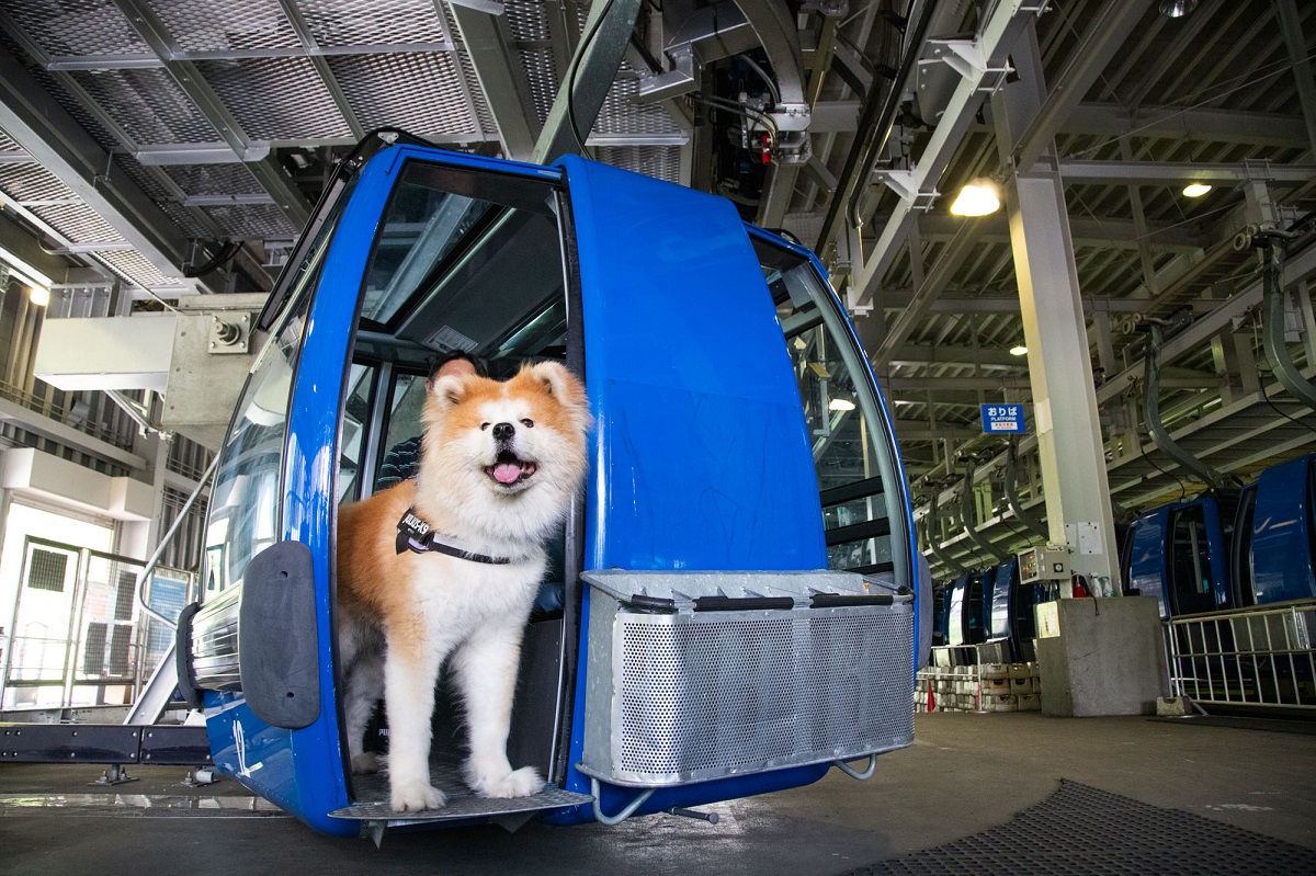 苗場スキー場（新潟県）、大型犬もOK!日本最長を誇る秋の苗場ドラゴンドラでペットと錦秋の絶景空中散歩