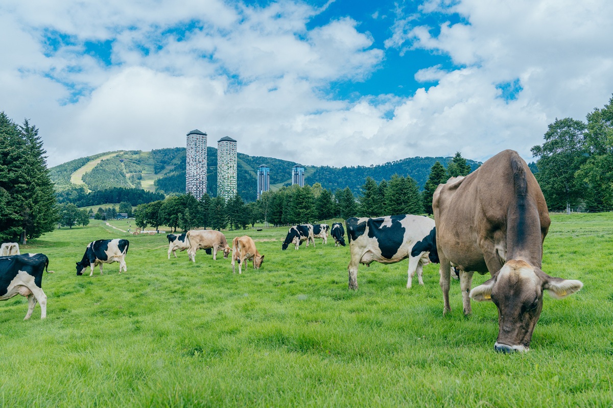 星野リゾート　トマム、冬を越した牛たちが大地を駆け回る！約100ヘクタールの「ファームエリア」で春の放牧を開始