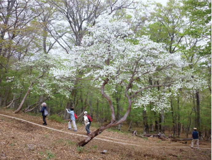まもなく見ごろ！日本最大級のゴヨウツツジ群生地【マウントジーンズ那須】