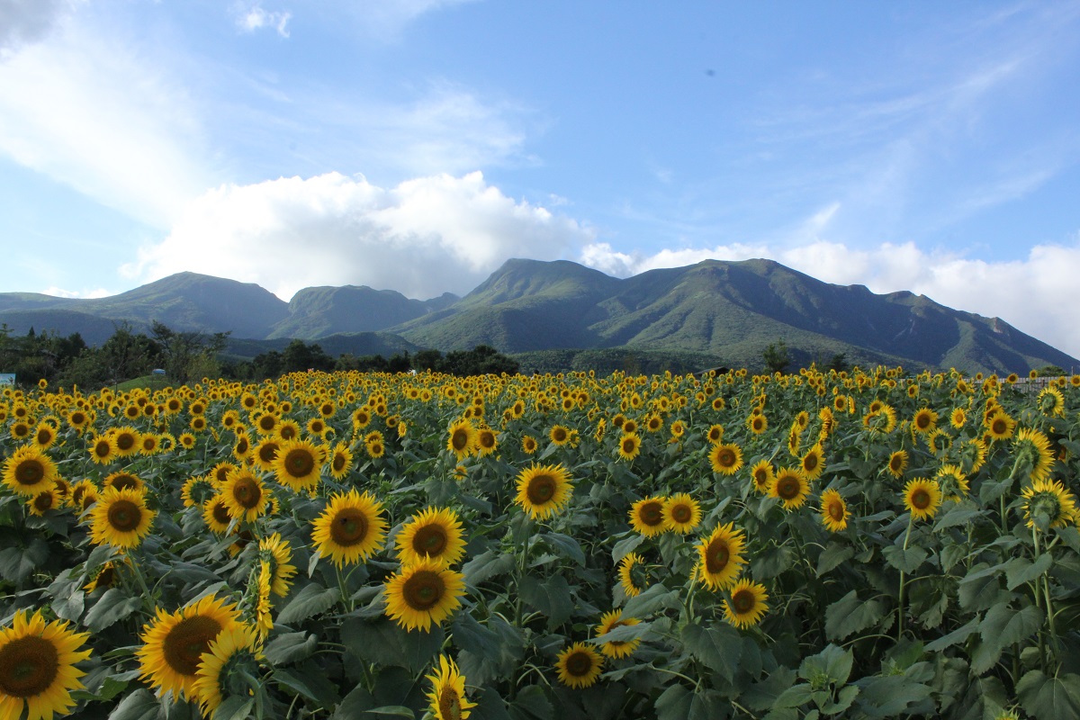大分県の避暑地「久住高原」の夏！高原の清涼サマーフェスタ開催