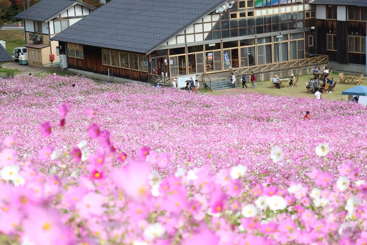 となみ夢の平スキー場（富山県砺波市）、100万本のコスモスが咲き誇るイベント開催