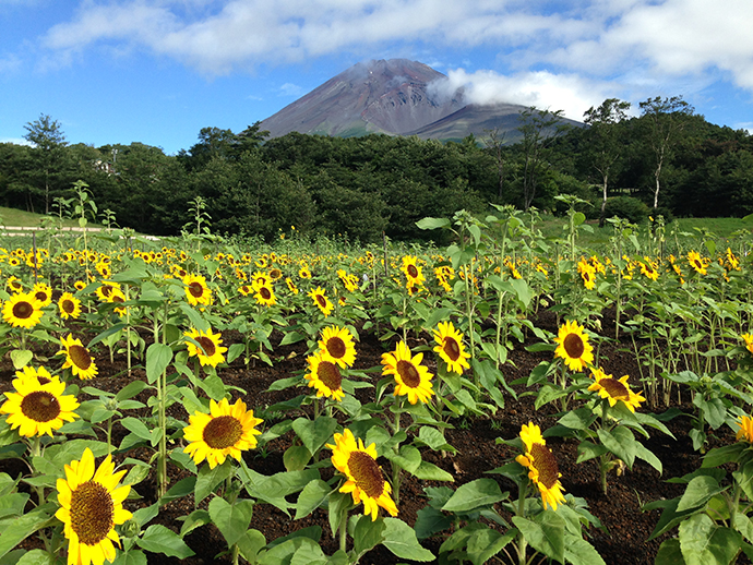 富士山の自然と花々を楽しむフラワーパーク「富士 花めぐりの里」 7/22(土)オープン