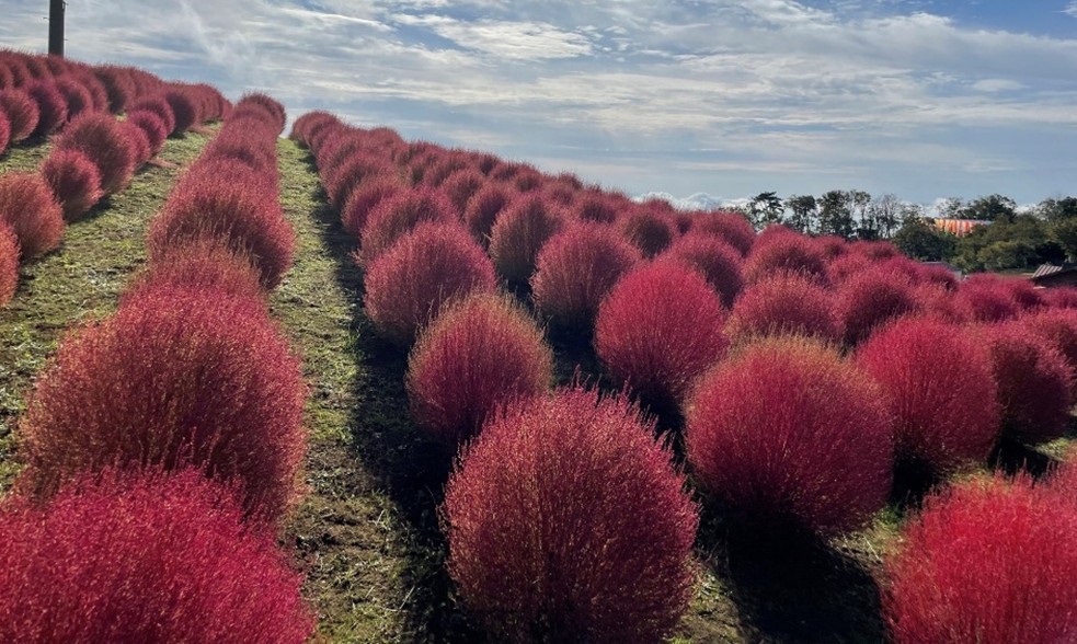 約8,000株の紅葉コキアが見頃を迎え、びわこ箱館山（滋賀県）に秋が到来！“ホラー感”を演出した秋限定のハロウィンパフェが登場！