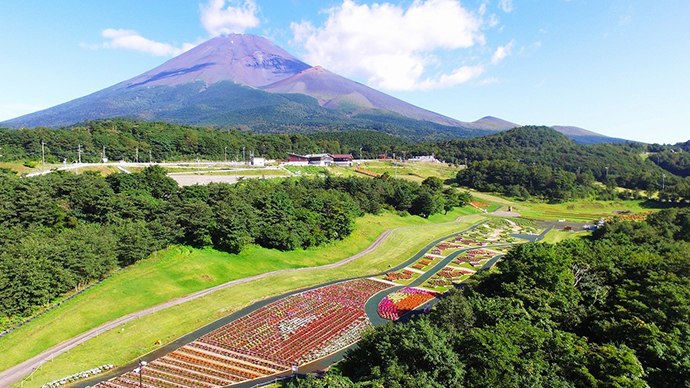 待望の見頃到来!!「富士 花めぐりの里」〜富士山の自然と花々を楽しむフラワーパーク〜