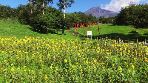 待望の見頃到来!!「富士 花めぐりの里」〜富士山の自然と花々を楽しむフラワーパーク〜