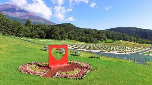 待望の見頃到来!!「富士 花めぐりの里」〜富士山の自然と花々を楽しむフラワーパーク〜