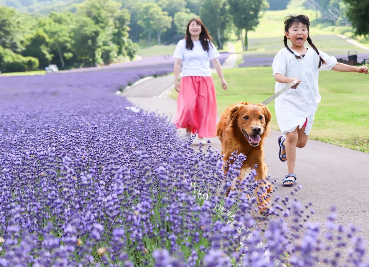 愛犬と涼しく過ごせる高原リゾート・群馬「たんばらラベンダーパーク」6月28日（土）営業開始予定。命のバトンを繋ぐプロジェクト「おツナがり」とコラボ