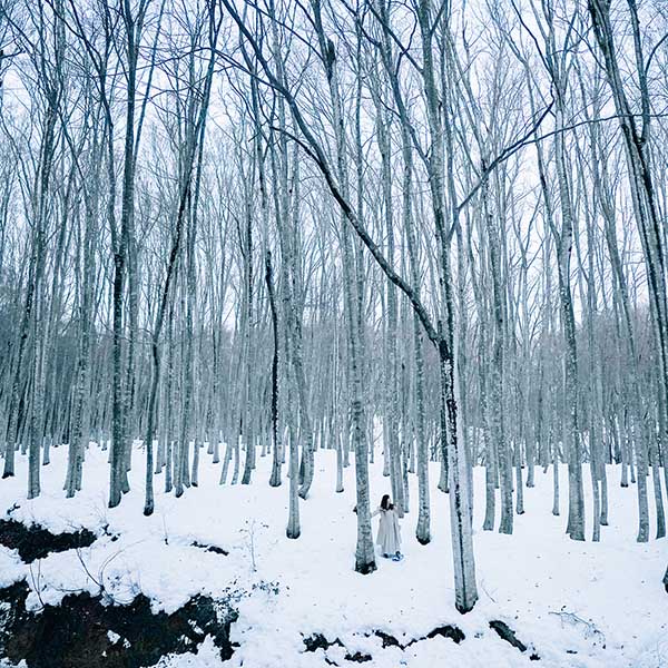 雪で真っ白な林の中