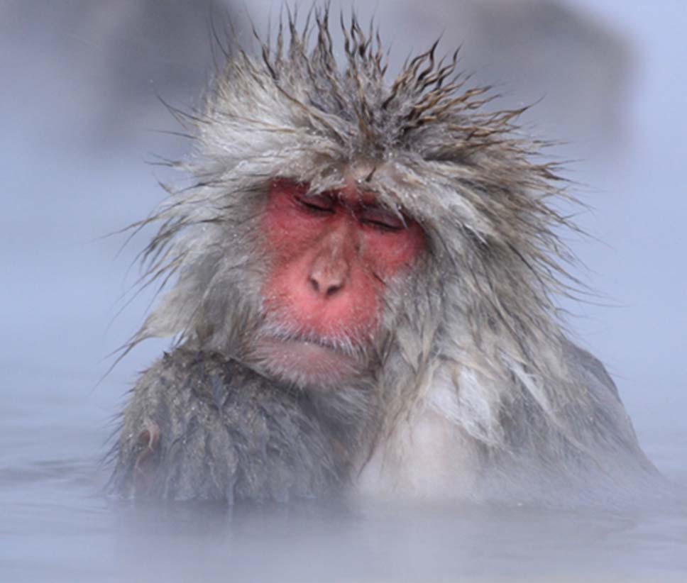 地獄谷野猿公苑