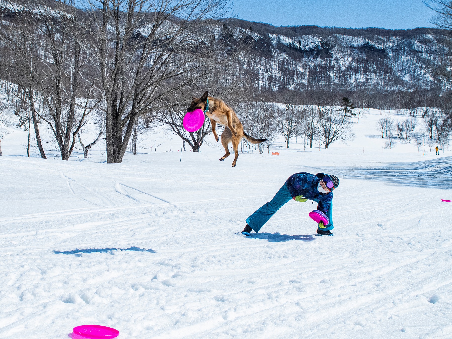 水上高原スキーリゾートのディスクドッグショー