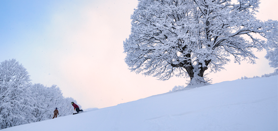 2025-26　早割シーズン券販売中|妙高杉ノ原スキー場