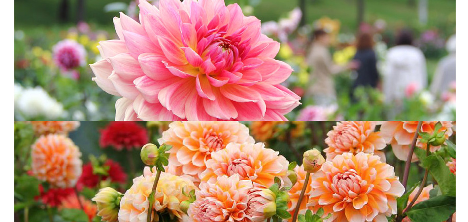 季節ごとに色とりどりの花が咲き誇ります