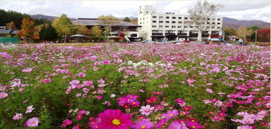 ゲレンデに広がる100万本のコスモス