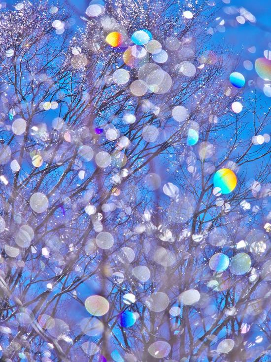 雨氷できらめく木々|白樺湖ロイヤルヒルのクチコミ画像