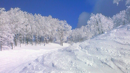 パウダーラン！！|六日町八海山スキー場のクチコミ画像