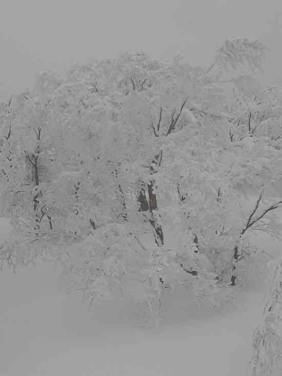 ニャルツチェア絶景霧氷|のクチコミ画像