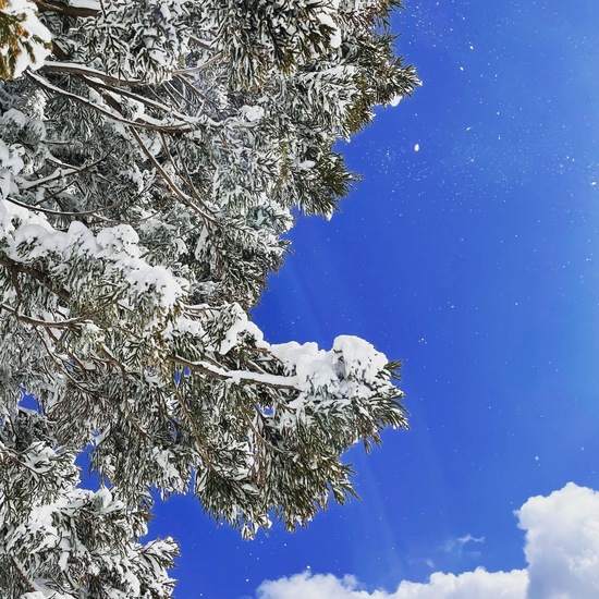 最高|ハチ・ハチ北スキー場のクチコミ画像2