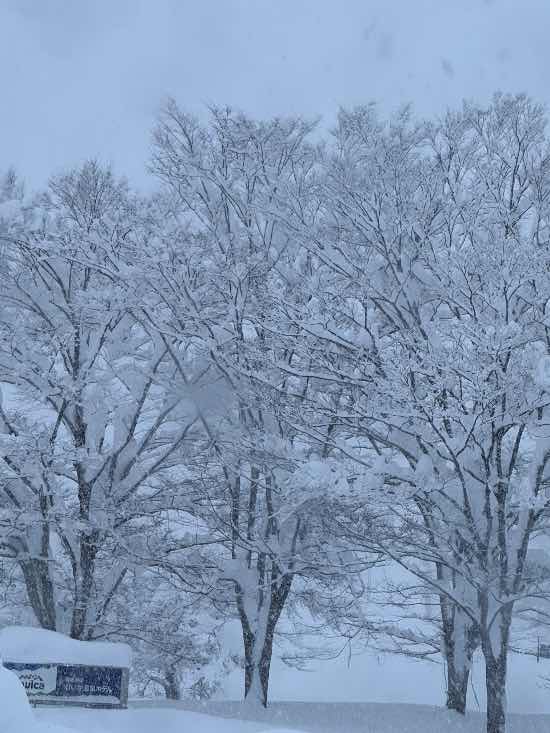 パウダー✨|ムイカスノーリゾートのクチコミ画像