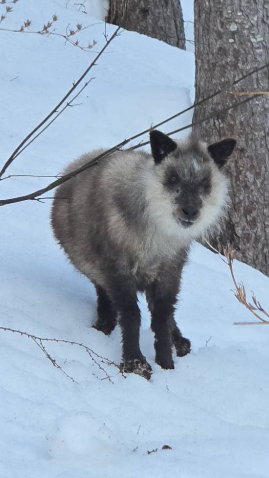 ワンダーランドかたしなレビューキャンペーン|ホワイトワールド尾瀬岩鞍のクチコミ画像