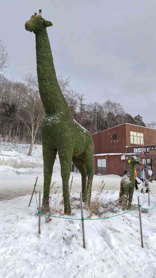 雪は少ないですがパウダースノー|たんばらスキーパークのクチコミ画像