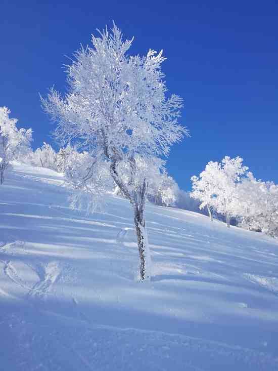 ワンダーランドかたしなレビューキャンペーン
