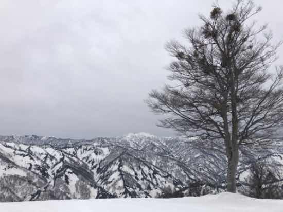 3月オープン直後より4月が楽しい|奥只見丸山スキー場のクチコミ画像
