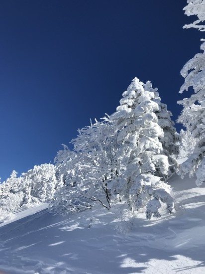 樹氷？！|天元台高原のクチコミ画像