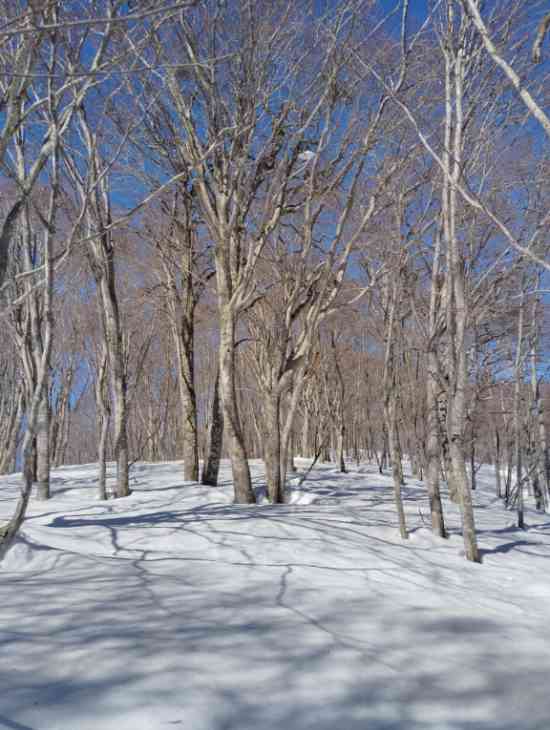 青空|野沢温泉スキー場のクチコミ画像2