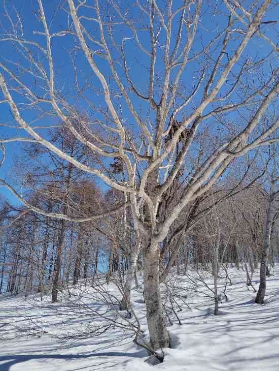 青空|野沢温泉スキー場のクチコミ画像3