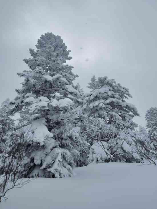 極寒の渋峠|横手山・渋峠スキー場のクチコミ画像