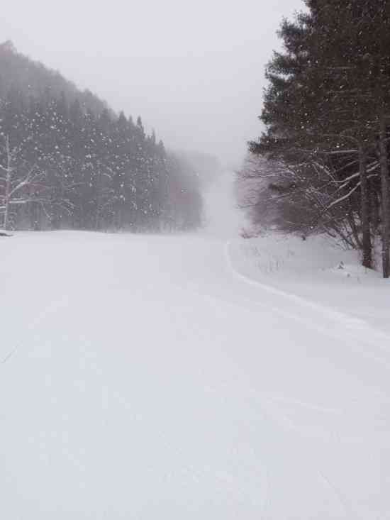 ワンダーランドかたしなレビューキャンペーン