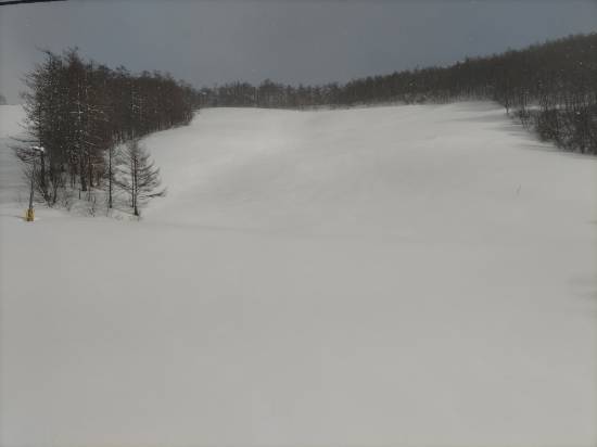 ワンダーランドかたしなレビューキャンペーン