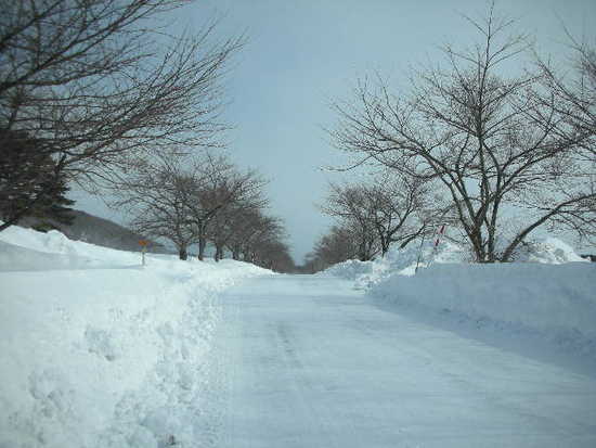 桜並木|のクチコミ画像
