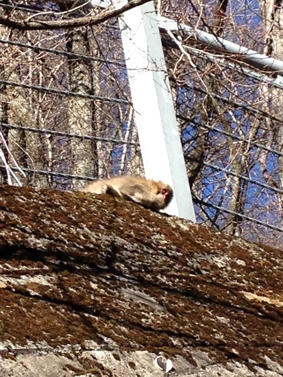 今シーズン初スキー|Mt．乗鞍スノーリゾートのクチコミ画像2