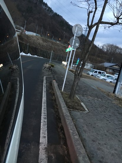 カモシカに遭遇！|パルコール嬬恋リゾートのクチコミ画像