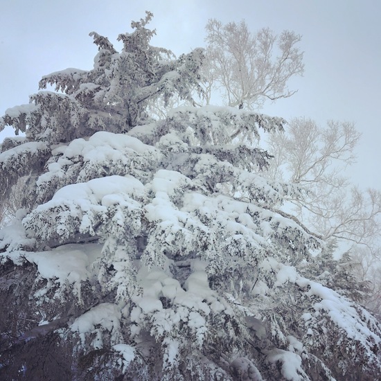 もけもけ雪❄️|志賀高原リゾート中央エリア（サンバレー～一の瀬）のクチコミ画像