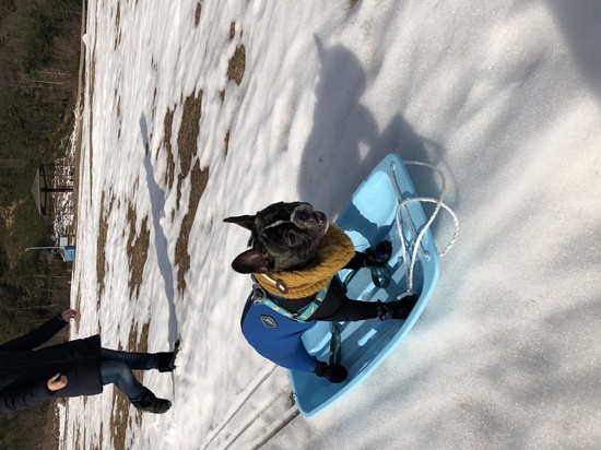 雪遊びに良い マキノ高原マキノスキー場 口コミ レビュー スキー場情報サイト Surf Snow