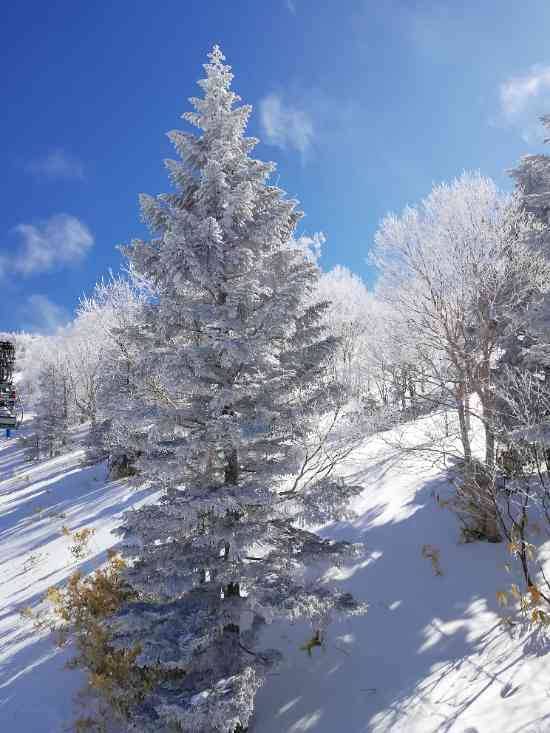 ワンダーランドかたしなレビューキャンペーン