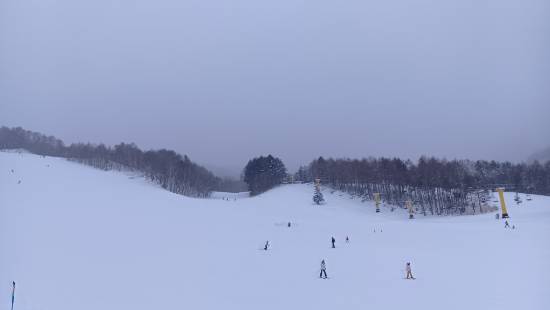 ワンダーランドかたしなレビューキャンペーン