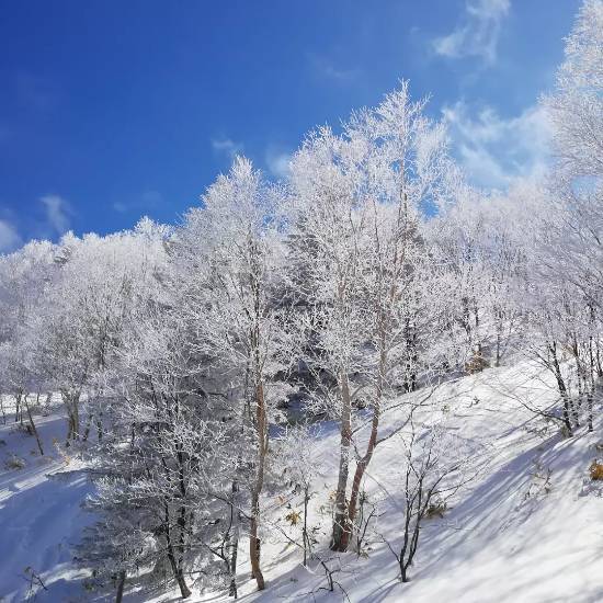 ワンダーランドかたしなレビューキャンペーン|のクチコミ画像